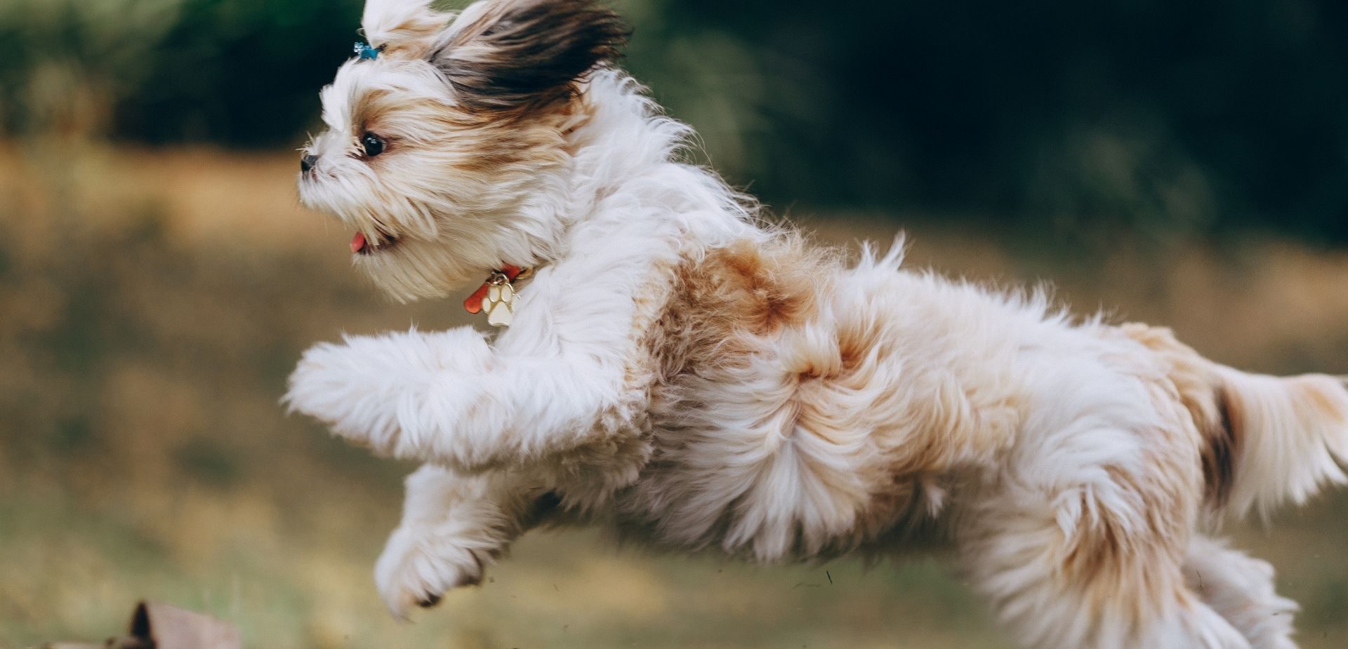 toelettatura-cani-gatti-vigorovea